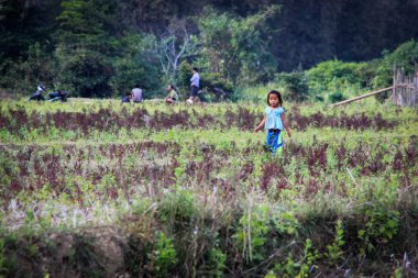 Vang Vieng, Laos - 1 Mart 2016: Yetişkinler tarlayı incelerken Asyalı küçük bir kız çocuğu tarlada oynuyor.