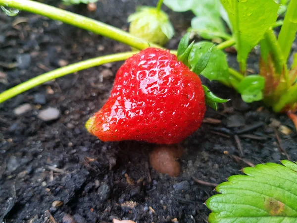 Close Strawberry Summer Beet — Stock Photo, Image
