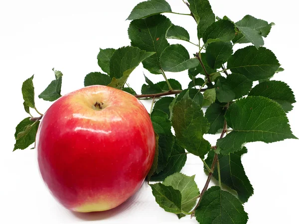 Kırmızı Elma Ağacı Ücretsiz Aktör — Stok fotoğraf