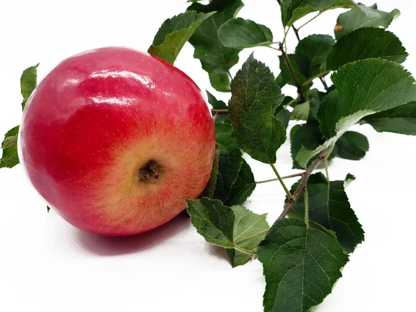 Κόκκινο Μήλο Στο Δέντρο Δωρεάν Ηθοποιός — Φωτογραφία Αρχείου