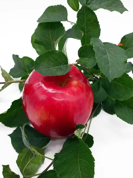 Κόκκινο Μήλο Στο Δέντρο Δωρεάν Ηθοποιός — Φωτογραφία Αρχείου