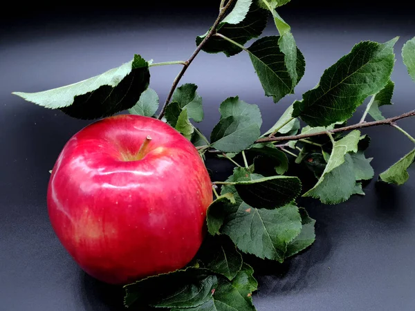 Červené Jablko Strom Zdarma Herec — Stock fotografie
