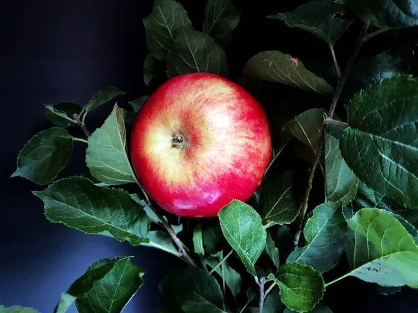 Червоне Яблуко Дереві Актор — стокове фото