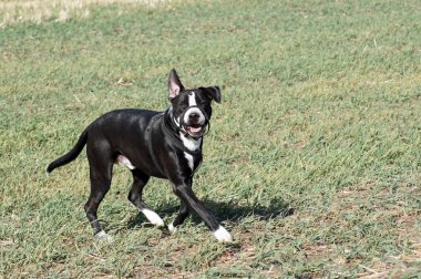 Güzel bir bulldog portresi                