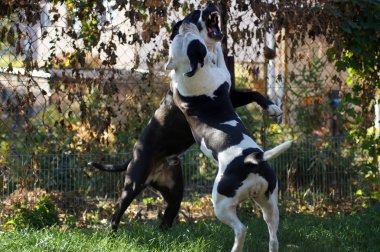 Güzel bir bulldog portresi                