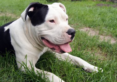 Güzel bir bulldog portresi                