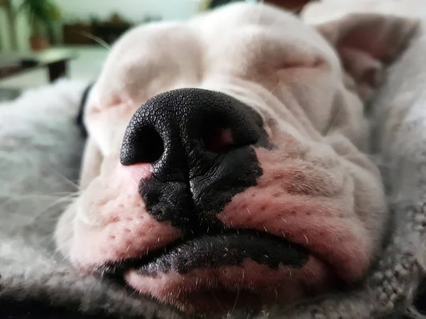 Portrait Beautiful Bulldog — Stock Photo, Image