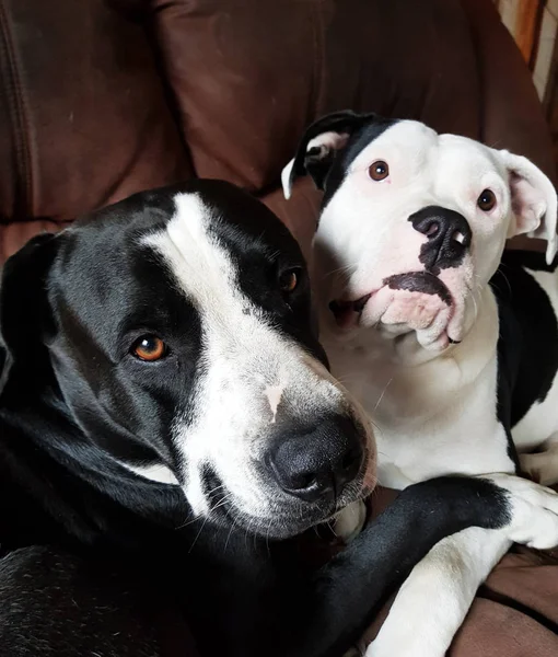 Porträt Einer Schönen Bulldogge — Stockfoto