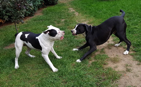 美丽的斗牛犬的肖像 — 图库照片