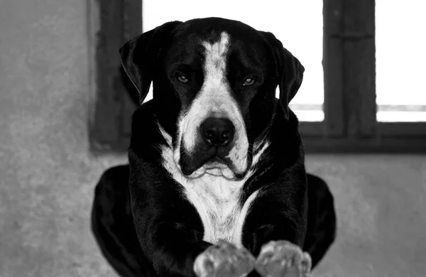 美丽的斗牛犬的肖像 — 图库照片