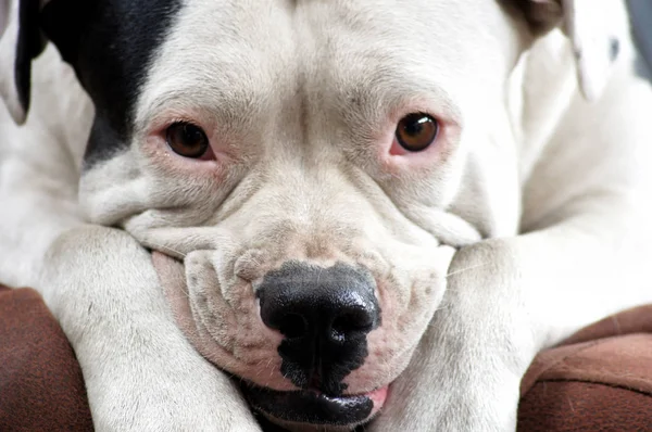 Portret Van Een Mooie Bulldog — Stockfoto