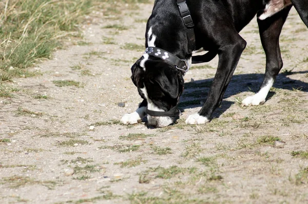 Porträt Einer Schönen Bulldogge — Stockfoto