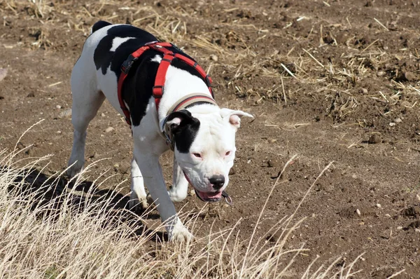 Porträt Einer Schönen Bulldogge — Stockfoto