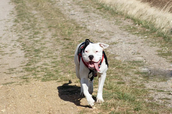 Ritratto Bel Bulldog — Foto Stock