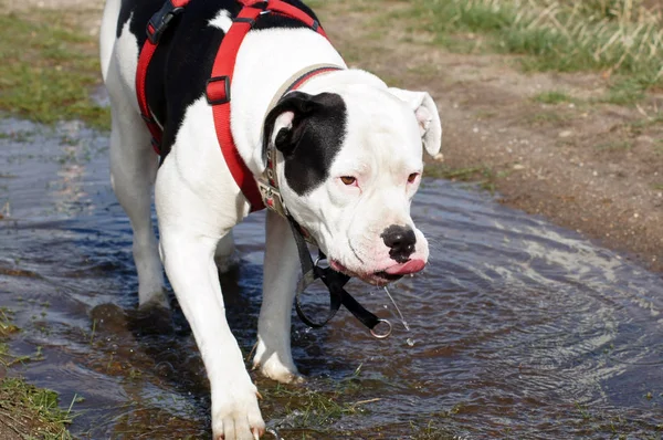 Retrato Hermoso Bulldog — Foto de Stock