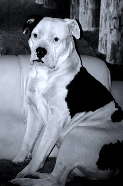 Portret Van Een Mooie Bulldog — Stockfoto