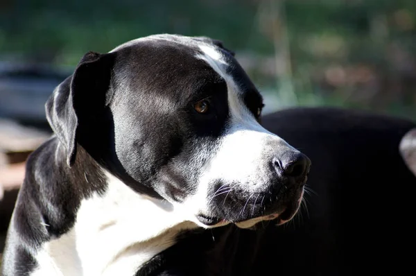 Porträtt Vacker Bulldog — Stockfoto