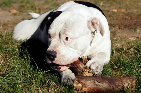 Portret Van Een Mooie Bulldog — Stockfoto