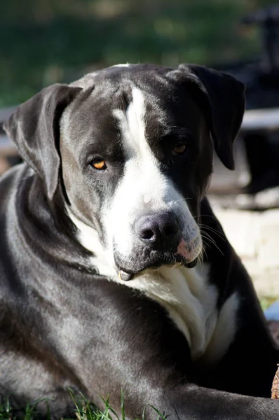 Portret Van Een Mooie Bulldog — Stockfoto