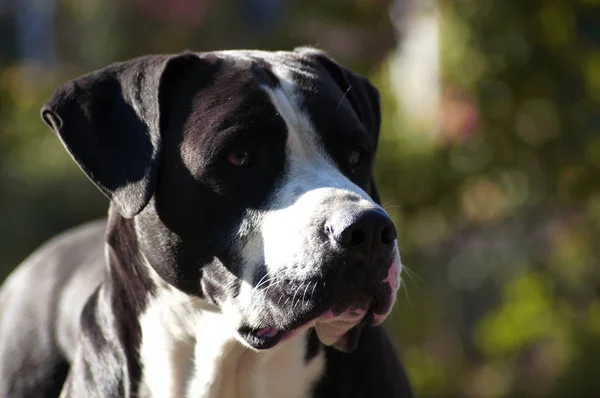 Retrato Belo Bulldog — Fotografia de Stock