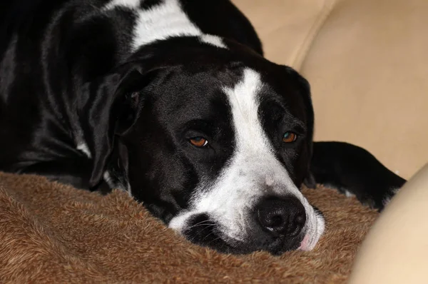 Portret Van Een Mooie Bulldog — Stockfoto