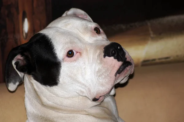 Güzel Bir Bulldog Portresi — Stok fotoğraf