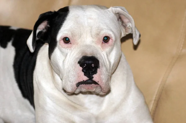 Retrato Belo Bulldog — Fotografia de Stock