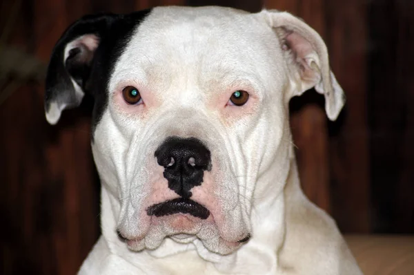 Portret Van Een Mooie Bulldog — Stockfoto