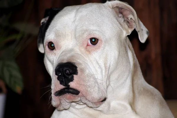 Porträtt Vacker Bulldog — Stockfoto