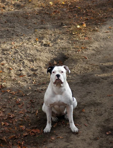 Ritratto Bel Bulldog — Foto Stock