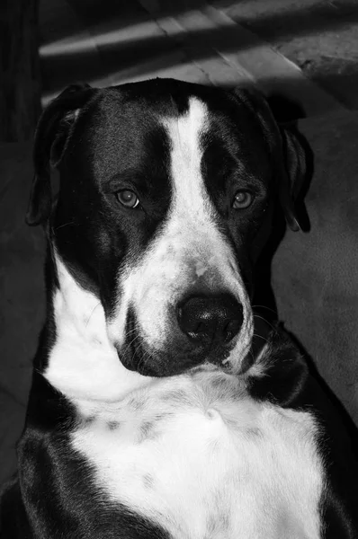 Portret Pięknej Bulldog — Zdjęcie stockowe