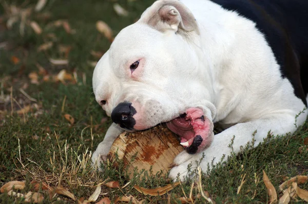 Güzel Bir Bulldog Portresi — Stok fotoğraf