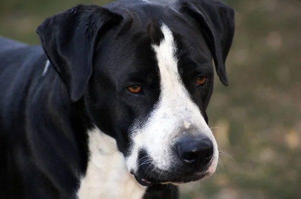 Güzel Bir Bulldog Portresi — Stok fotoğraf