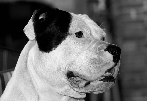 Portréja Egy Gyönyörű Bulldog — Stock Fotó