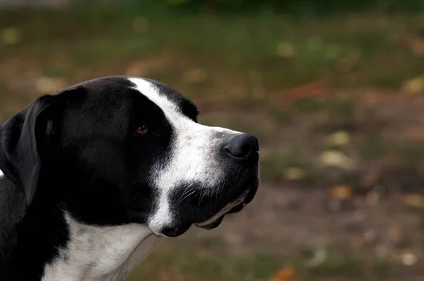 Retrato Belo Bulldog — Fotografia de Stock