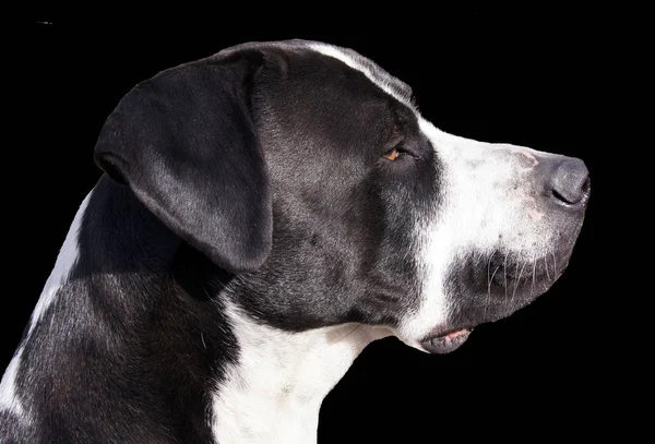 Retrato Belo Bulldog — Fotografia de Stock