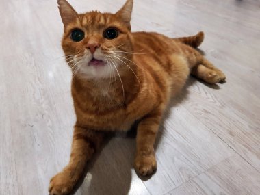 Muhteşem kırmızı yerli kedi Garfield                   