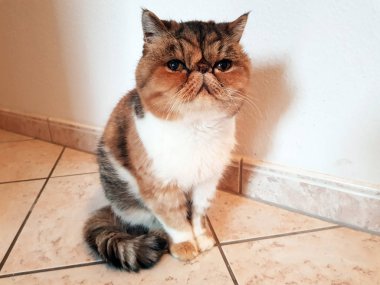 Preslenmiş düz burun ile nadir kedi