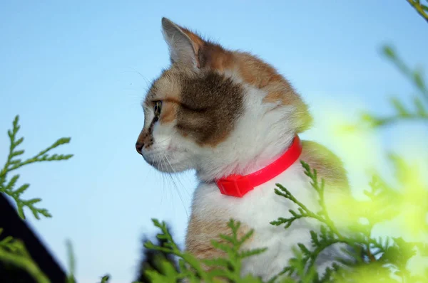 Gorgeous lucky cat domestic cat tricolour