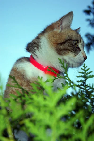 Πανέμορφο Τυχερός Γάτα Τρίχρωμη Οικόσιτης Γάτας — Φωτογραφία Αρχείου
