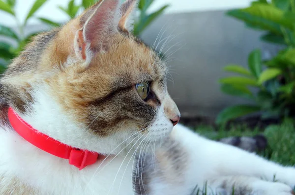 Linda Sorte Gato Doméstico Gato Tricolor — Fotografia de Stock