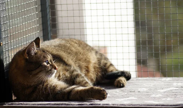 Gorgeous grey house cat on the cat balcony