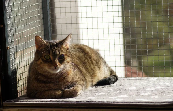 Gorgeous grey house cat on the cat balcony