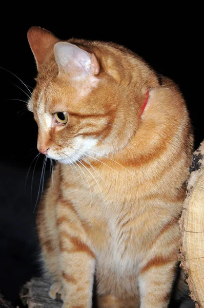 Великолепная Красная Домашняя Кошка Гарфилд — стоковое фото