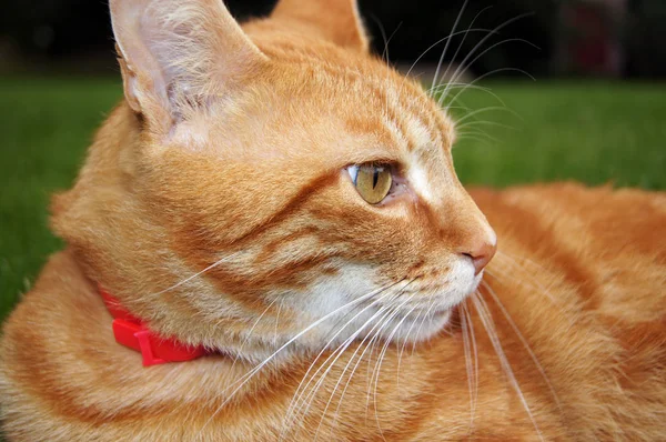 Muhteşem Kırmızı Yerli Kedi Garfield — Stok fotoğraf