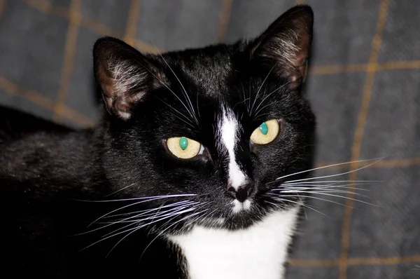 Precioso Gato Doméstico Negro Con Piel Brillante —  Fotos de Stock