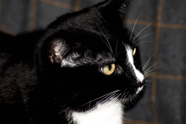 Великолепная Черная Домашняя Кошка Блестящим Мехом — стоковое фото