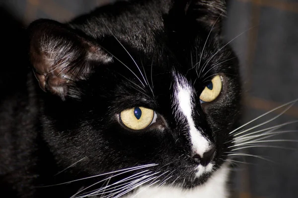 Precioso Gato Doméstico Negro Con Piel Brillante —  Fotos de Stock