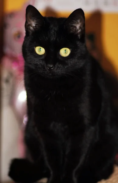 Великолепная Черная Домашняя Кошка Блестящим Мехом — стоковое фото
