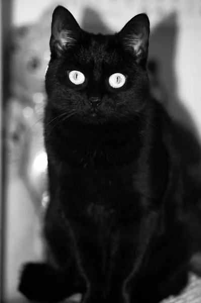 Gorgeous Black Domestic Cat Shiny Fur — Stock Photo, Image